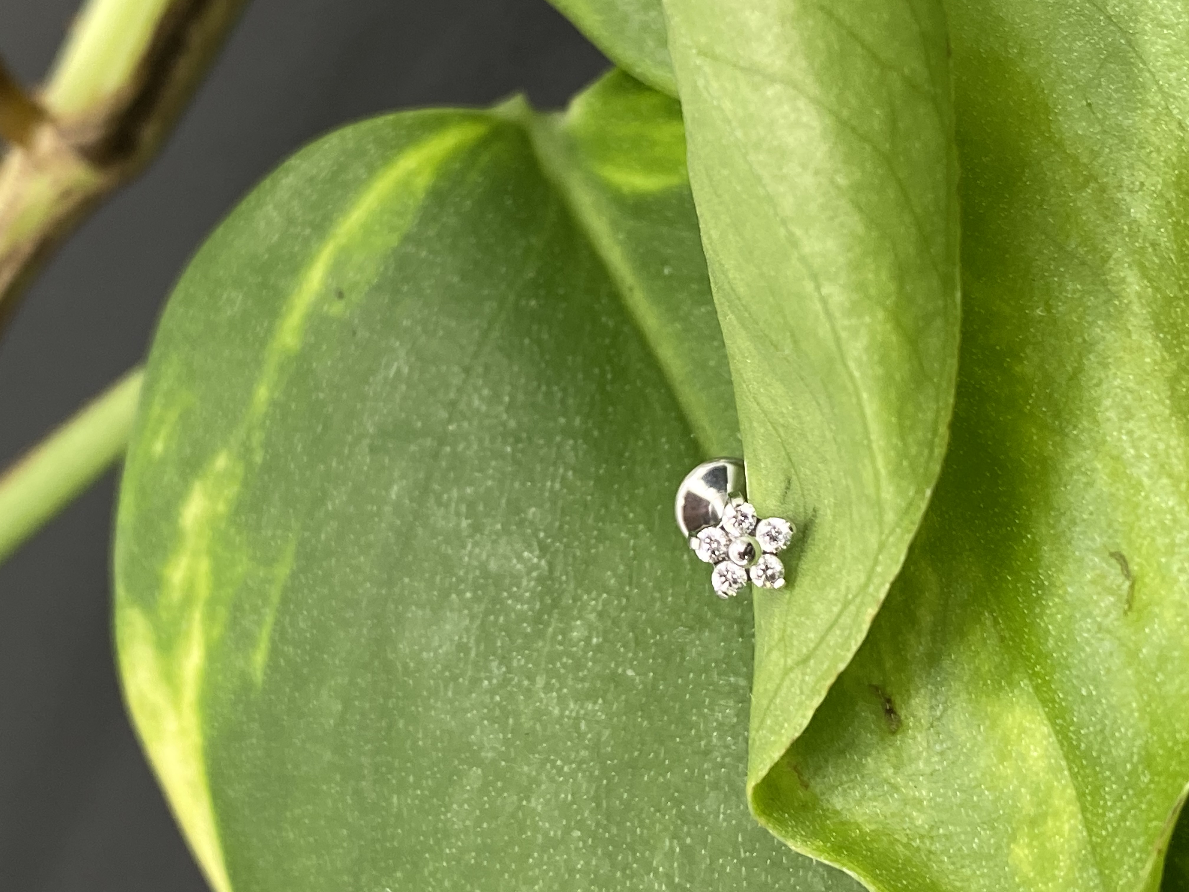 Labret Flor